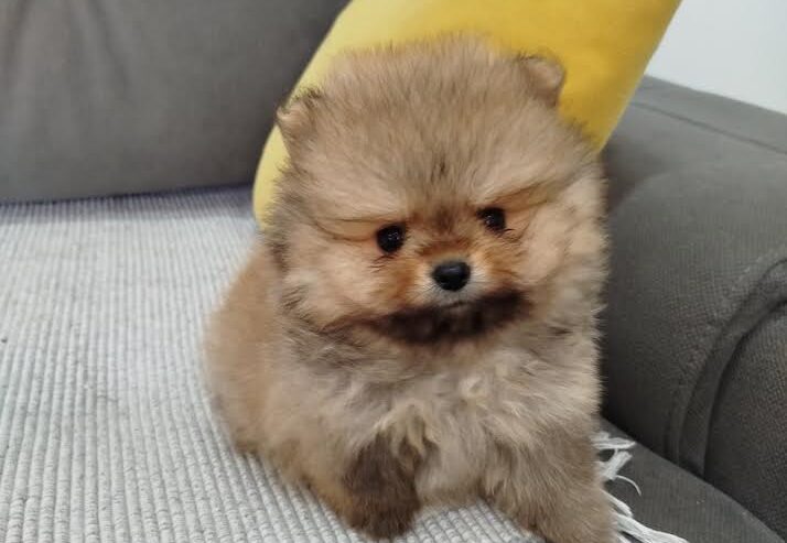 Prelepi Boo medvedici