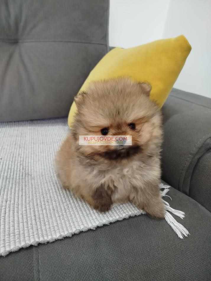 Prelepi Boo medvedici