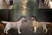 Štenci LABRADOR retrivera
