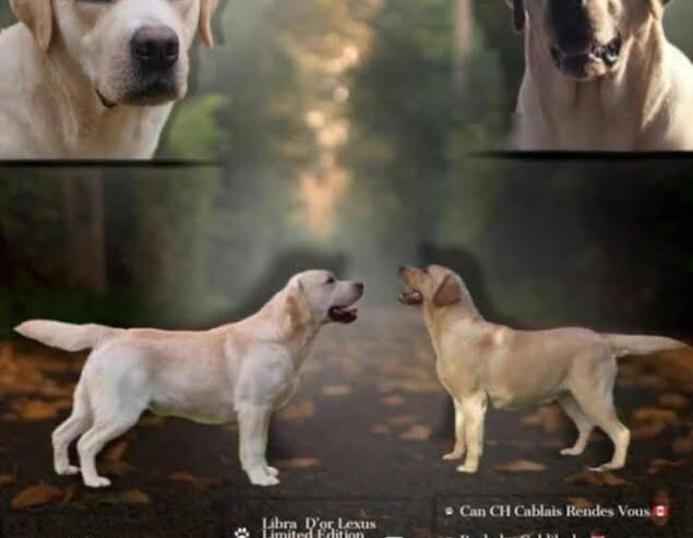Štenci LABRADOR retrivera