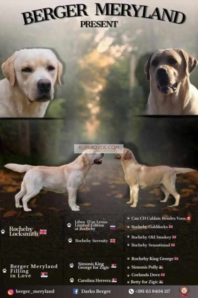 Štenci LABRADOR retrivera