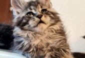 Maine Coon mačići