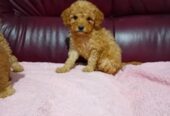 Maltipoo stenci