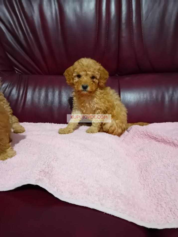 Maltipoo stenci