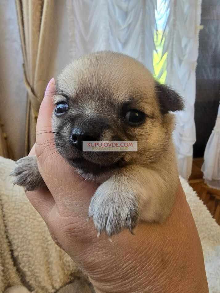 Čivava ekstra mini štenci