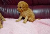 Maltipoo stenci