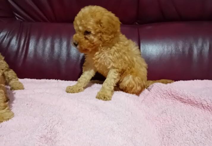 Maltipoo stenci