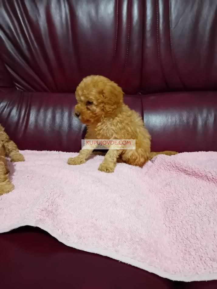 Maltipoo stenci