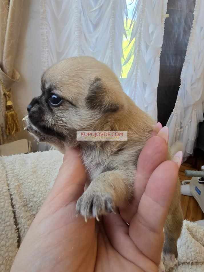 Čivava ekstra mini štenci