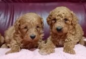 Maltipoo stenci