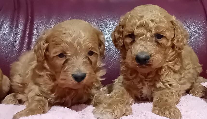 Maltipoo stenci
