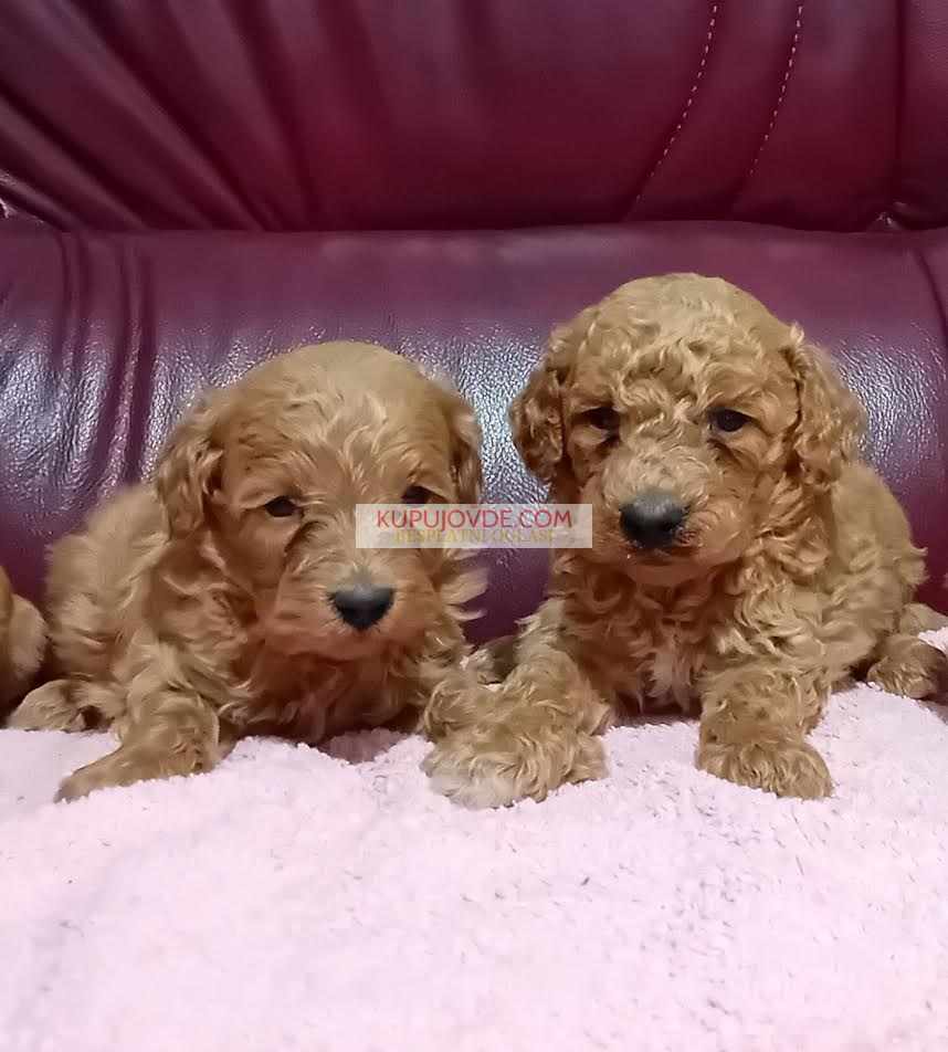 Maltipoo stenci