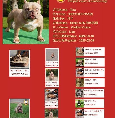 American bully exotic štenci