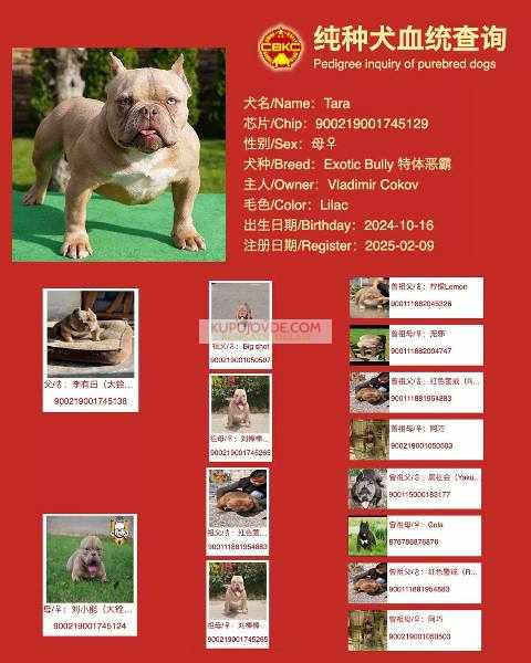 American bully exotic štenci