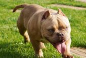 American bully exotic štenci