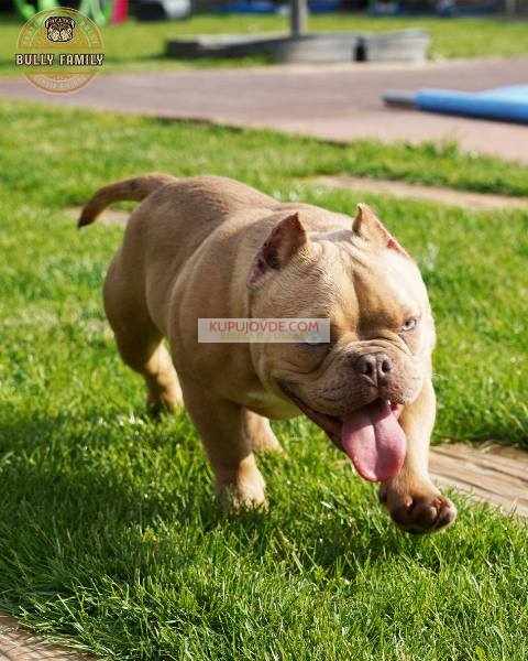 American bully exotic štenci