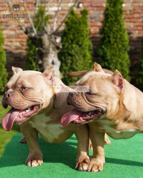 American bully exotic štenci