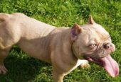 American bully exotic štenci