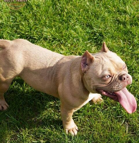 American bully exotic štenci