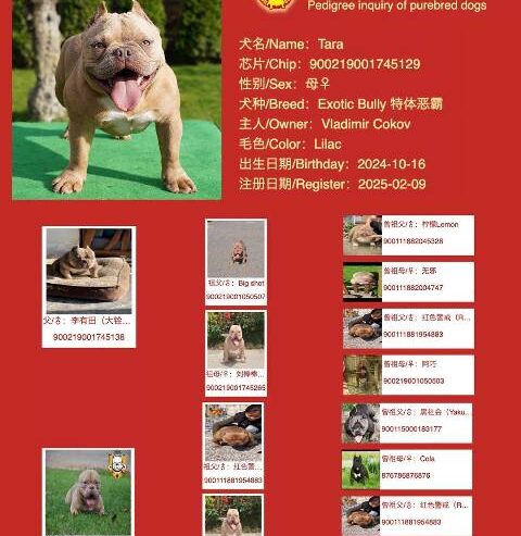 American bully exotic štenci