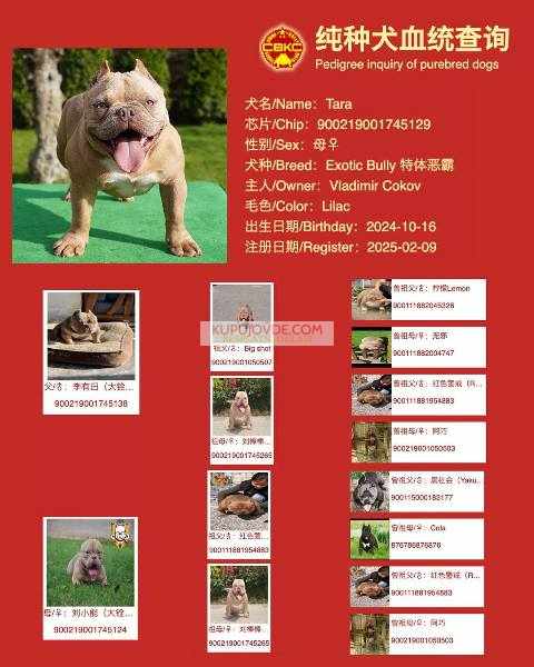 American bully exotic štenci