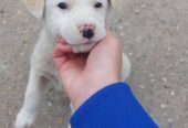Žensko štene mešanca labradora na poklon