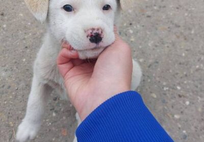 labrador-01