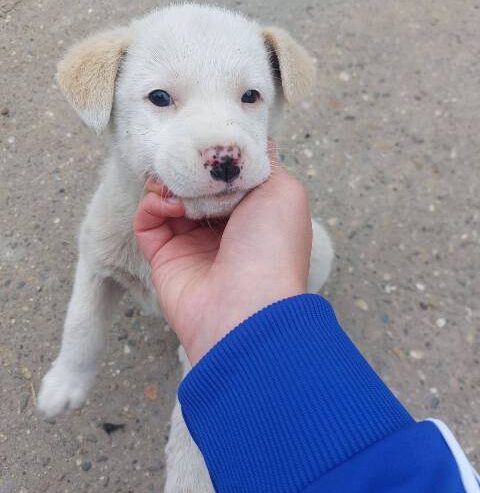 Žensko štene mešanca labradora na poklon