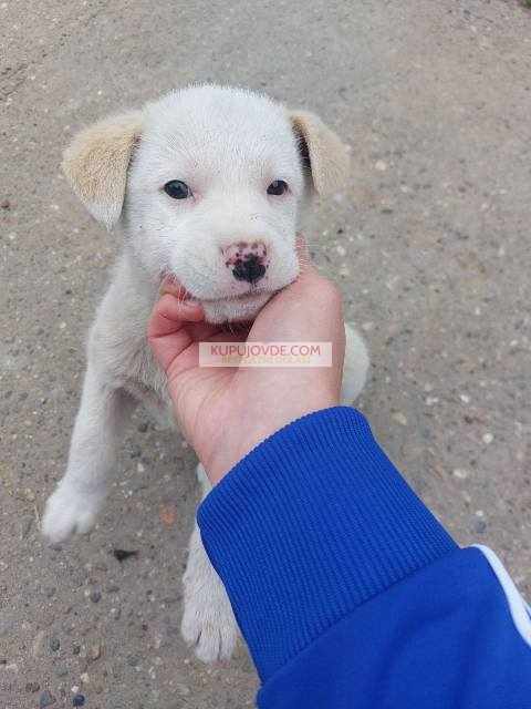 Žensko štene mešanca labradora na poklon