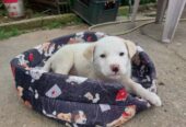 Žensko štene mešanca labradora na poklon