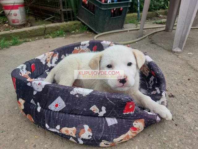 Žensko štene mešanca labradora na poklon