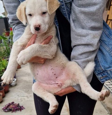 Žensko štene mešanca labradora na poklon