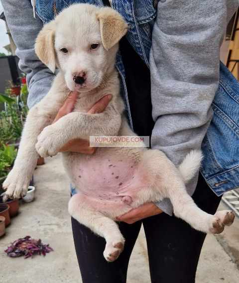 Žensko štene mešanca labradora na poklon