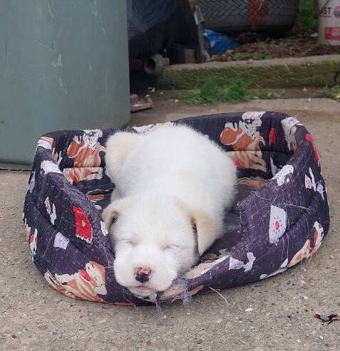 Žensko štene mešanca labradora na poklon