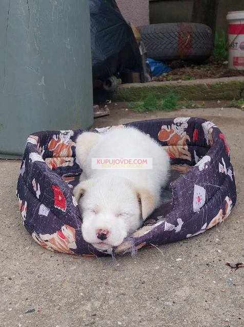 Žensko štene mešanca labradora na poklon