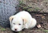 Žensko štene mešanca labradora na poklon