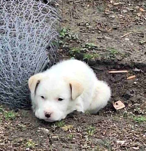 Žensko štene mešanca labradora na poklon