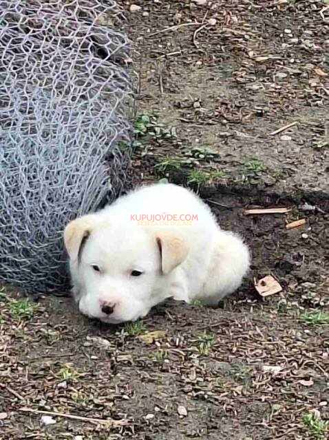 Žensko štene mešanca labradora na poklon