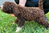 Lagotto Romagnolo, dostupni štenci