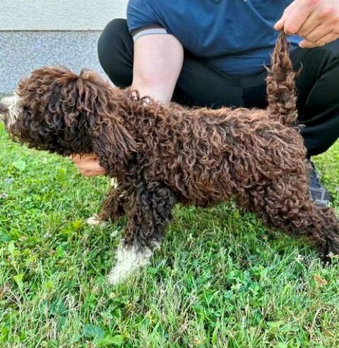 Lagotto Romagnolo, dostupni štenci