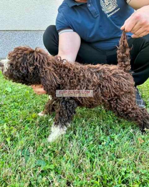 Lagotto Romagnolo, dostupni štenci