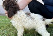 Lagotto Romagnolo, dostupni štenci