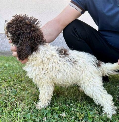 Lagotto Romagnolo, dostupni štenci