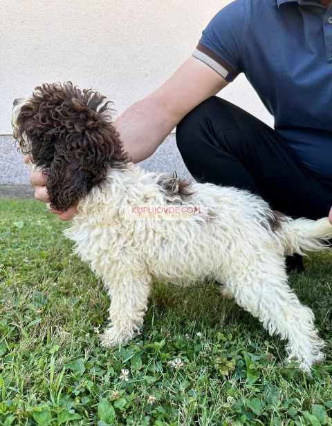 Lagotto Romagnolo, dostupni štenci
