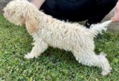Lagotto Romagnolo, dostupni štenci