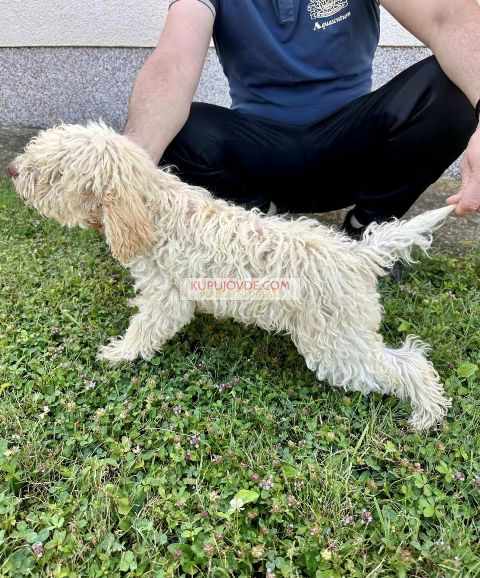 Lagotto Romagnolo, dostupni štenci