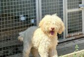 Lagotto Romagnolo, dostupni štenci