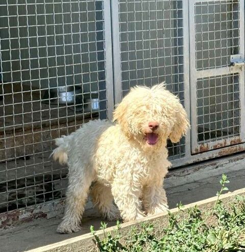 Lagotto Romagnolo, dostupni štenci