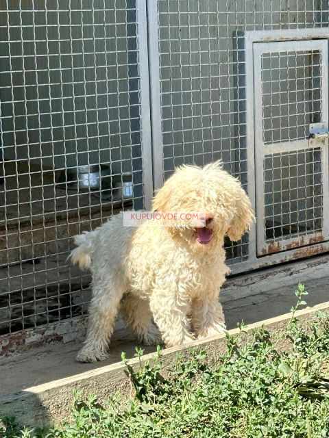 Lagotto Romagnolo, dostupni štenci