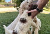 Lagotto Romagnolo, dostupni štenci